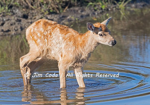 This elk calf spent over an hour by itself exploring a stock pond near Pierce Point Ranch.