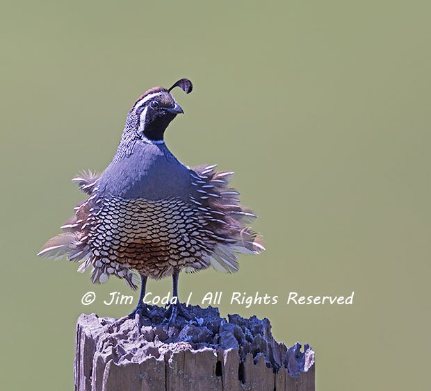 A male California quail perches on an old post.
