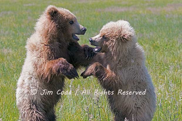 Brown Bear Cubs, Lake Clark National Park