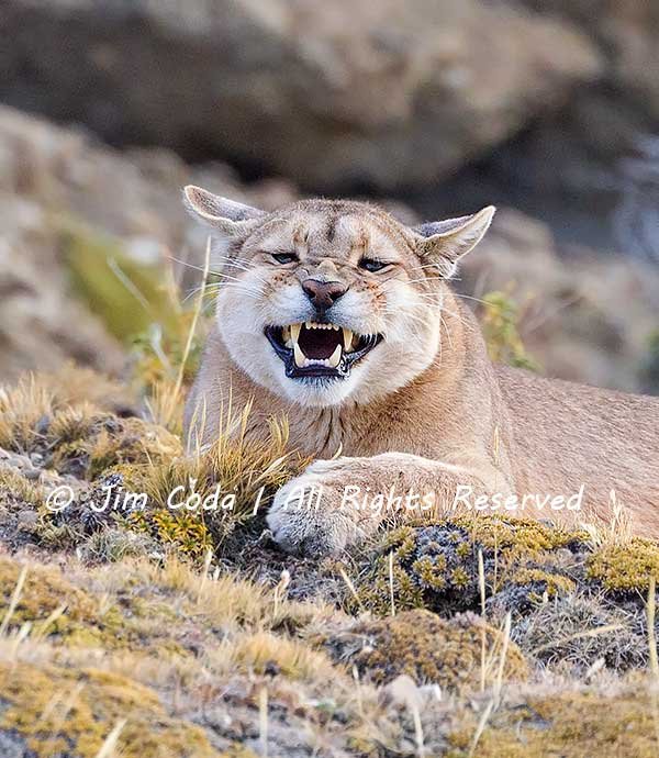 Puma finishes a nice yawn.