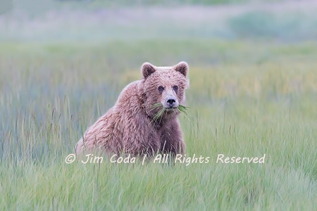Brown Bear Cub, Alaska