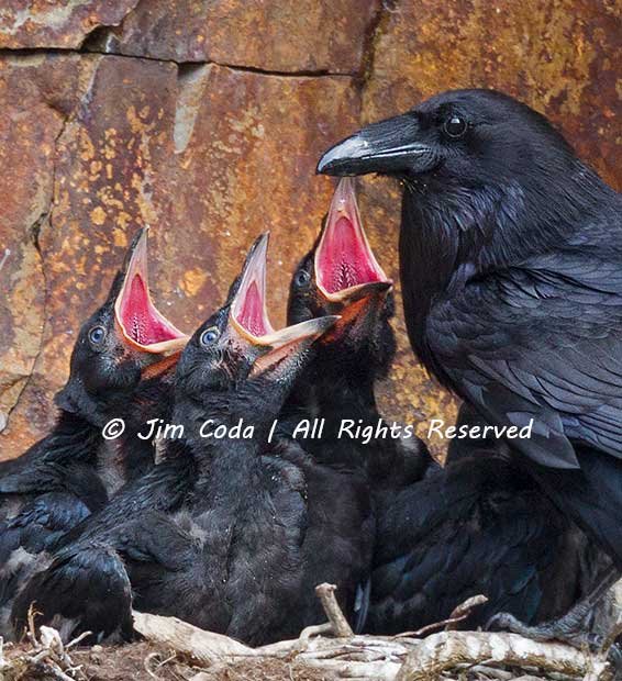Young ravens scream for more food.