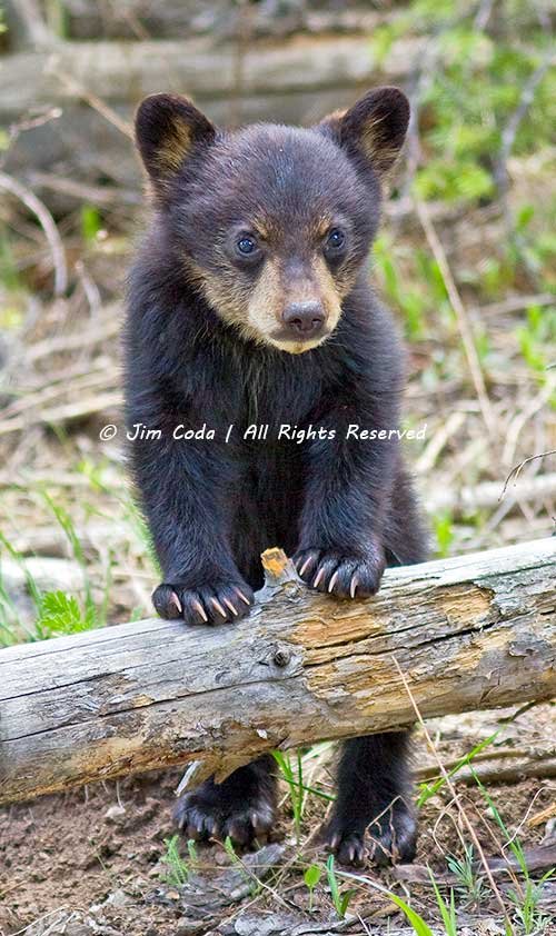 Black Bear Spring Cub, Yellowstone