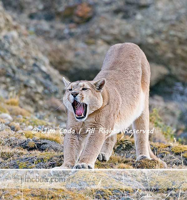 Not a care in the world