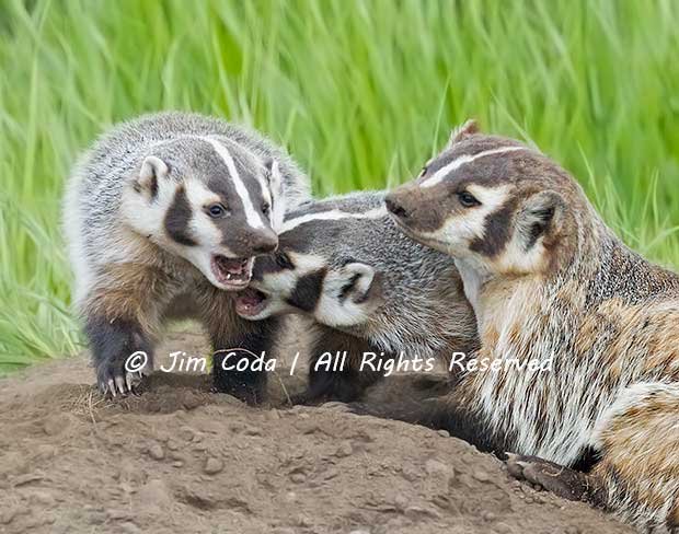 Two badger cubs play-fight.