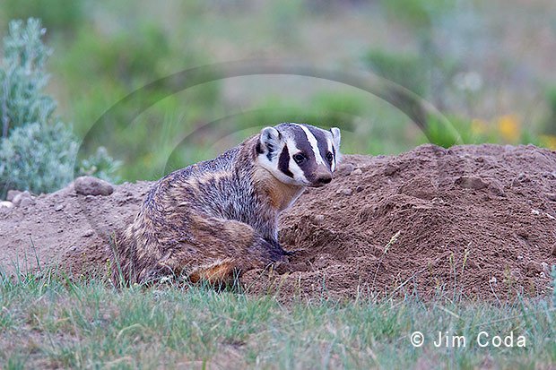 American Badger, Yellowstone National Park