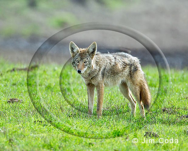 Coyote, Point Reyes National Seashore