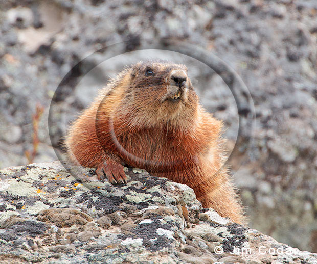 Yellow-bellied Marmots, Yellowstone National Park - Jim Coda Nature ...