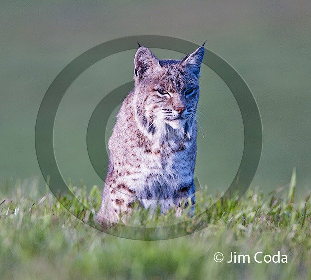 Bobcat, Point Reyes National Seashore