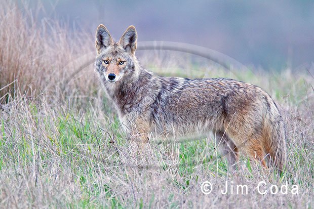 A Day at Point Reyes National Seashore