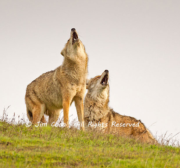 Song Dogs; Point Reyes National Seashore - Jim Coda Nature Photography