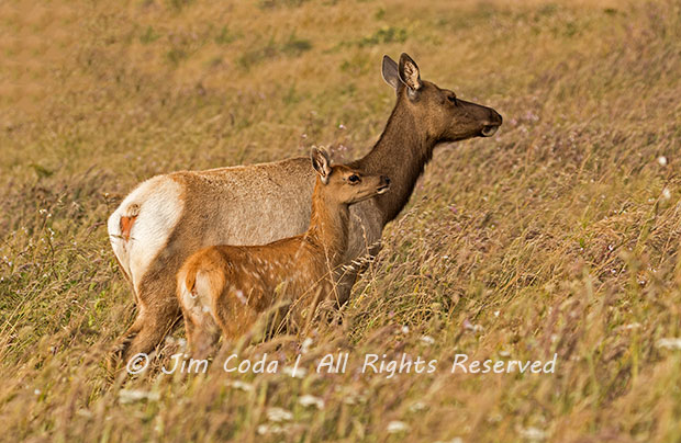 Elk Calves Getting Bigger; Point Reyes National Seashore - Jim Coda ...