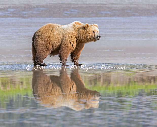 Mother Brown Bear, Lake Clark National Park - Jim Coda Nature Photography