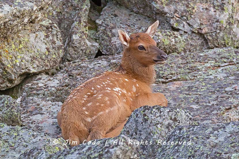 newborn elk calf