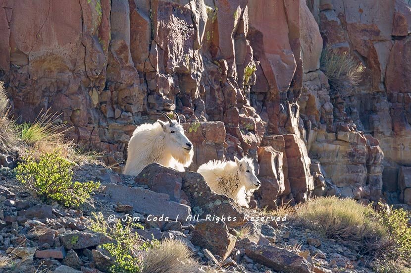 Photo Mountain Goats Yellowstone