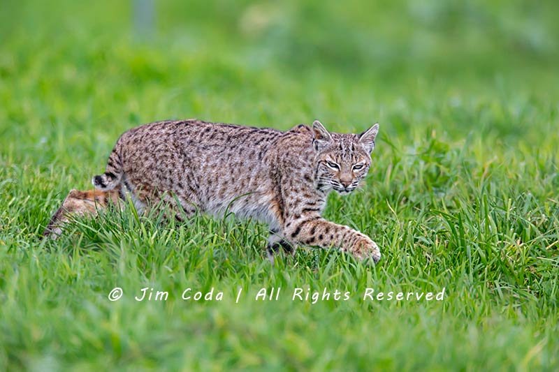Bobcat Point Reyes National Seashore