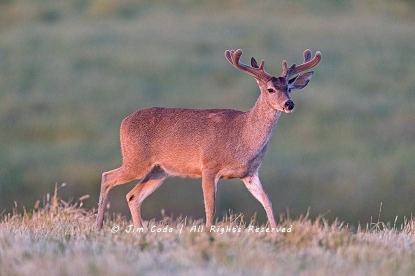 blacktail deer point reyes national seashore