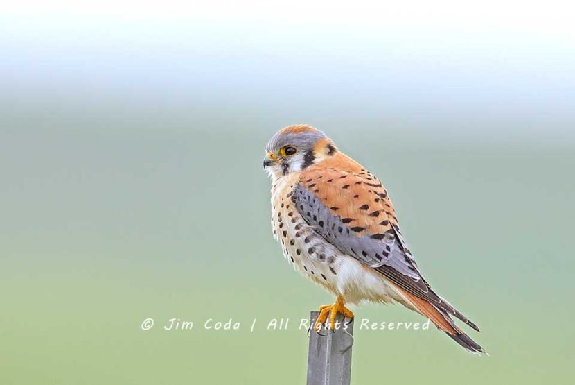 Male Kestrel Point Reyes National Seashore