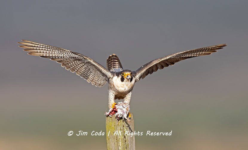 Peregrine Falcon, Point Reyes National Seashore