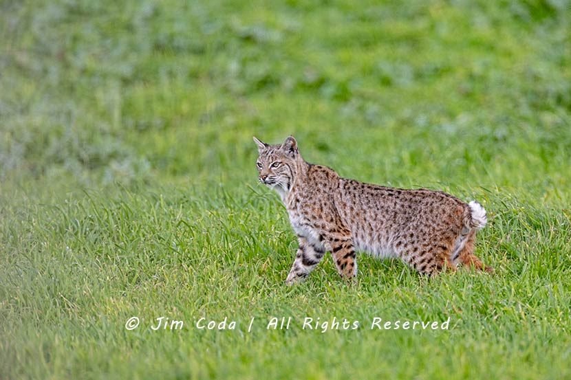 Bobcat, Point Reyes National Seashore