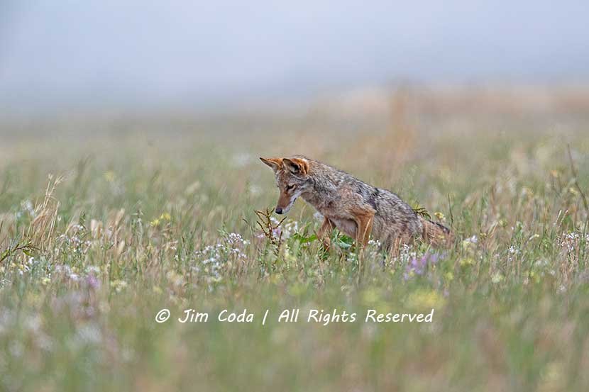 A Coyote 