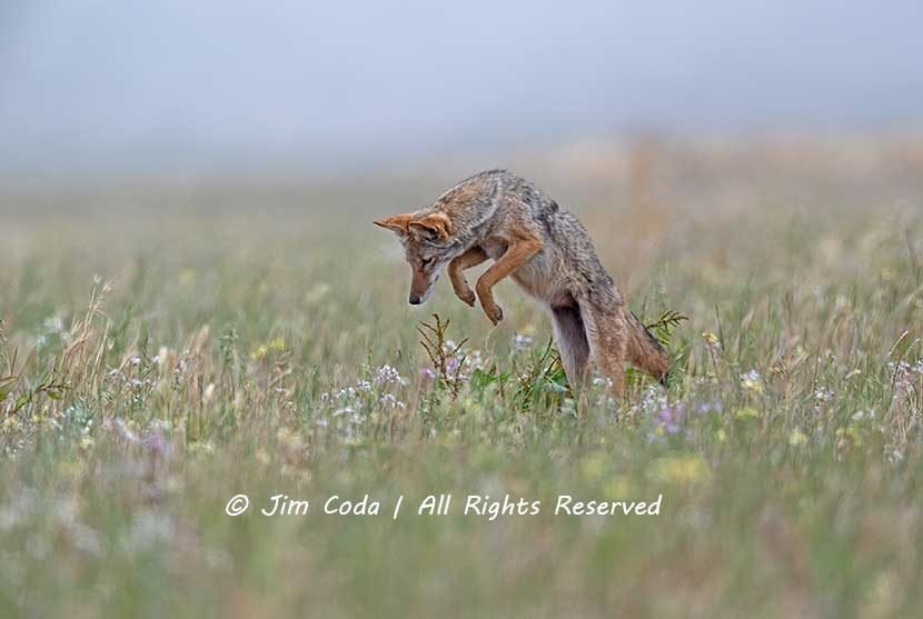 Coyote, Point Reyes