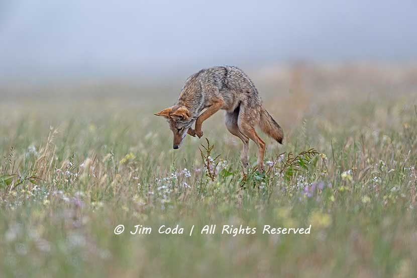 Coyote, Point Reyes National Seashore