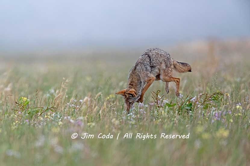 Coyote, Point Reyes