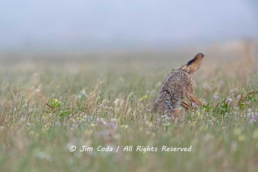 A Coyote 
