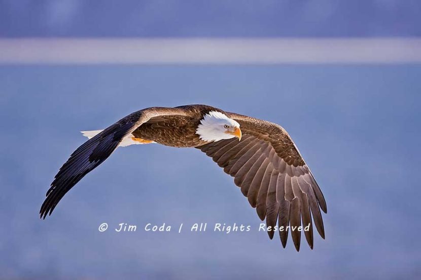 Bald Eagle, Alaska