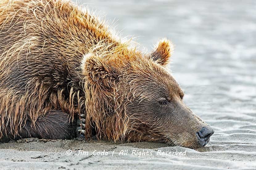Brown Bear Takes a Nap Next to Us
