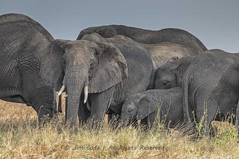 Mother elephants keep their calves protected inside the herd.