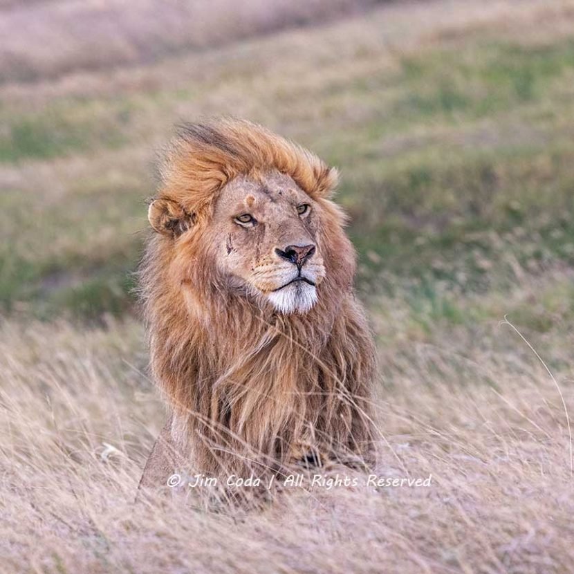 Male Lion, Serengeti National Park, Tanzania
