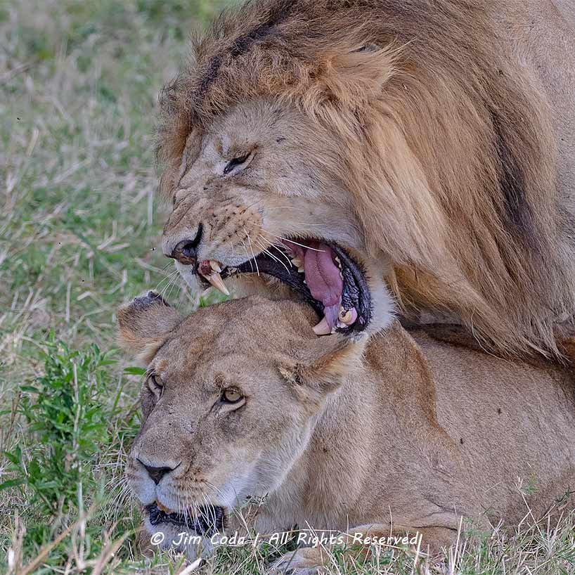 Lions mating with male lion showing missing and broken teeth