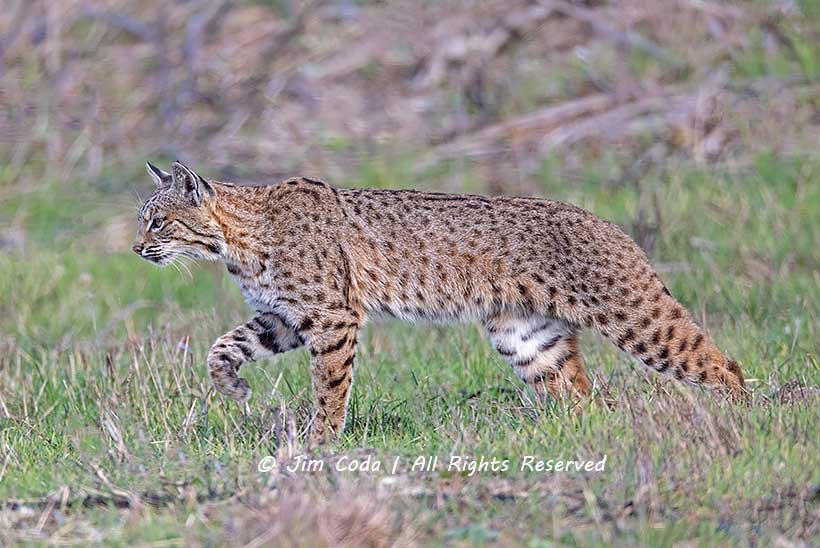 Bobcat hunting at Point Reyes National Seashore.