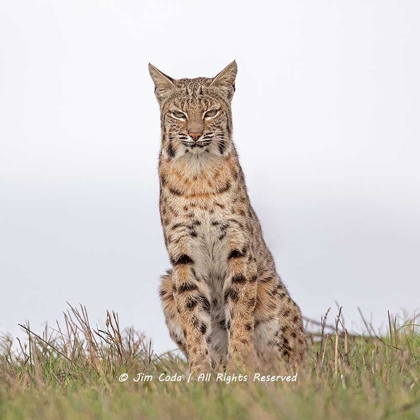 Male bobcat.