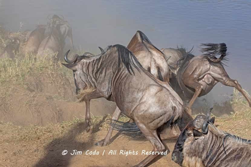 Wildebeests, Mara River, Serengeti National Park, Tanzania
