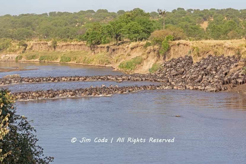 Wildebeest Crossing, Mara River, Serengeti National Park, Tanzania