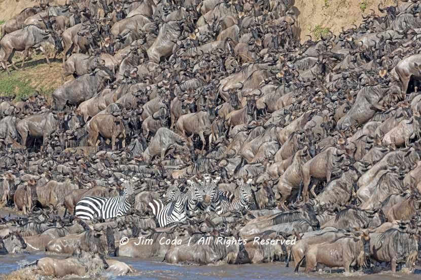 Wildebeests become trapped on the steep north bank of the Mara River
