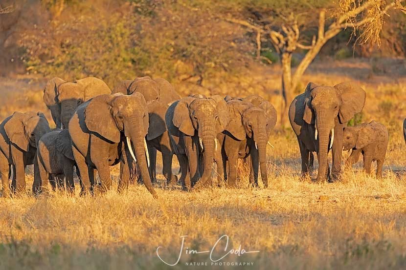 A group of elephants faces the camera at sunset in Tarangire National Park.