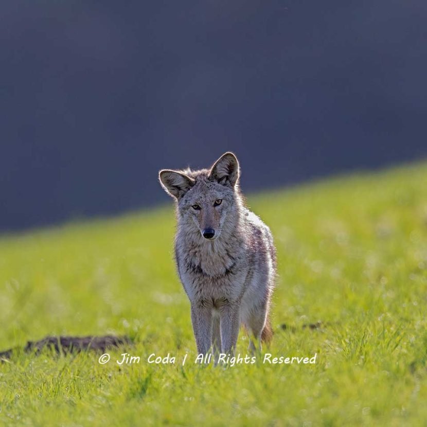 A coyote stares at the camera.