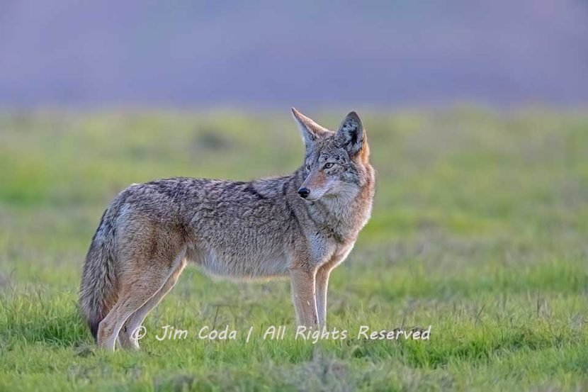 A coyote looks over its shoulder.