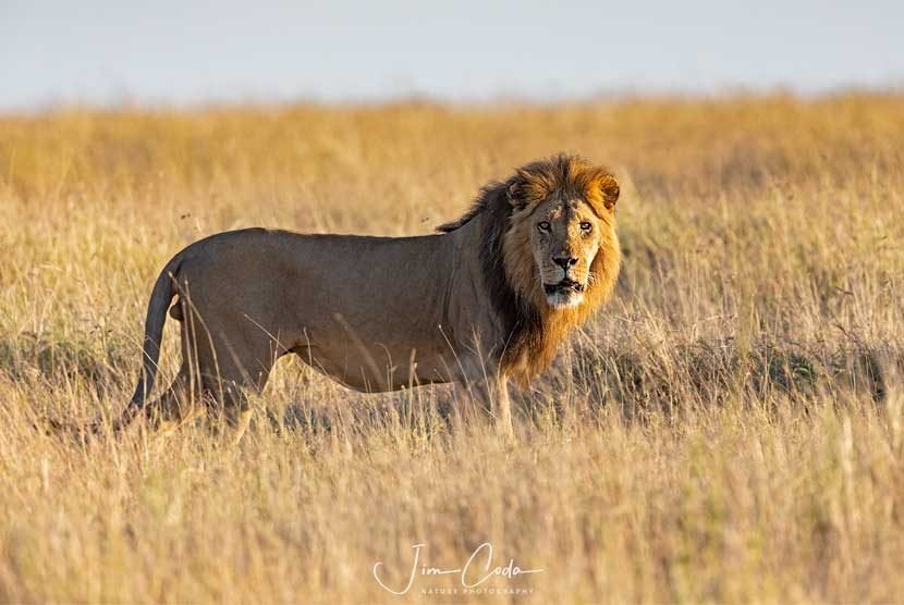 A male lion walks through the Serengeti and stares at the camera.