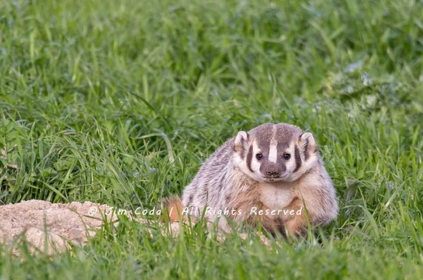 A badger stands next to a hole it is digging looking for gophers.