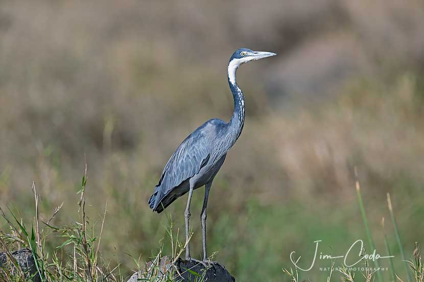The black-headed heron looks very much like the great blue heron.