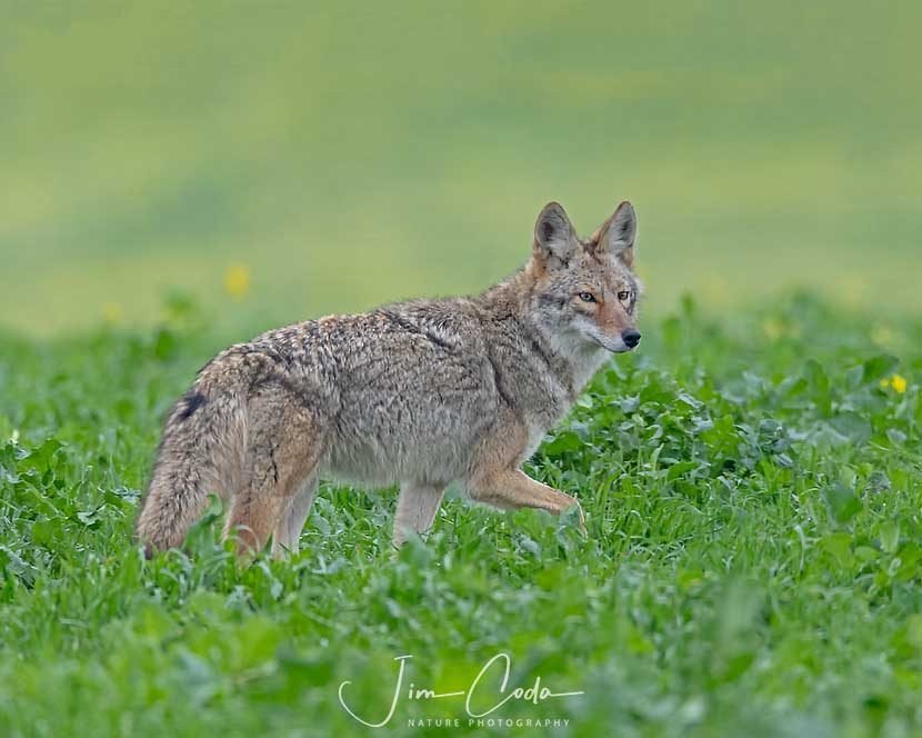 A healthy-looking coyote moves through a ranch pasture.