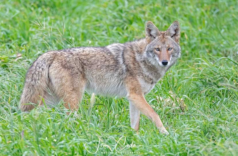 Photo of a coyote on a ranch pasture in Point Reyes National Seashore.