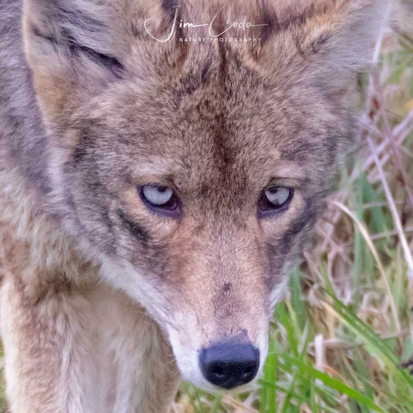 This photo is a close shot of a blue-eyed coyote.
