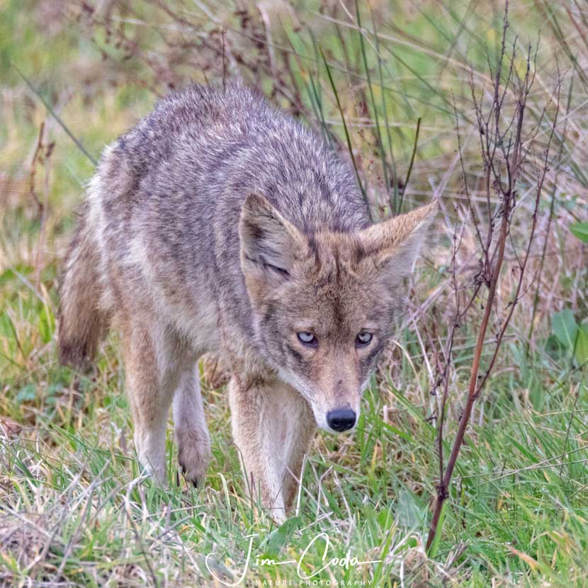 Blue-eyed Coyote, Point Reyes National Seashore - Jim Coda Nature ...