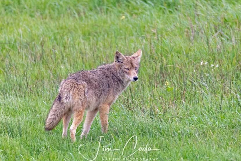 This is a distance sot of a blue-eyed coyote, Point Reyes National Seashore.